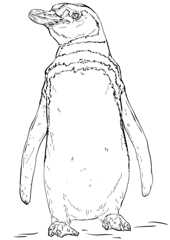 Humboldt Penguin Coloring Page